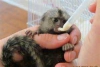 Marmoset maymunlar*&^%^